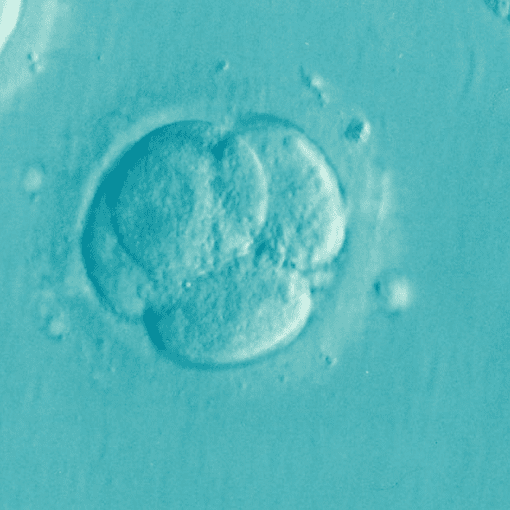 The Evolution of Assisted Reproductive Technology: Breakthroughs and Innovations The Evolution of Assisted Reproductive Technology: Breakthroughs and Innovations
