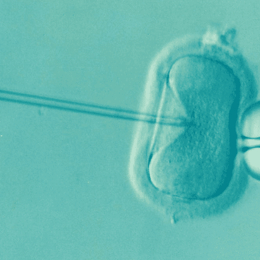 The Role of Male Factors in Infertility The Role of Male Factors in Infertility