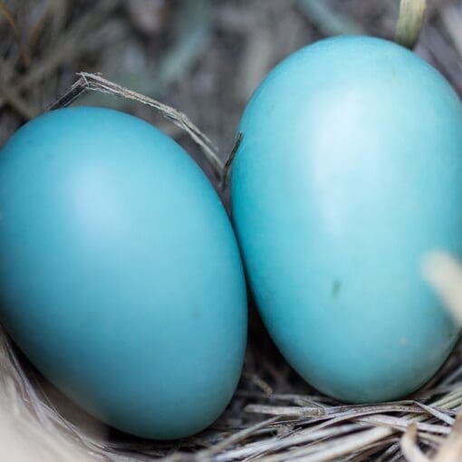 The Pros and Cons of Home Births The Pros and Cons of Home Births